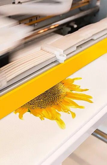 Siebdruck Sonnenblume unter Druckrahmen
